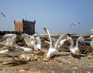 Trips Around Morocco