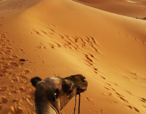 Trips Around Morocco Trips Around Morocco